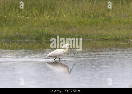 Primo piano di una Spoonbill, Platalea leucorodia, guado e foraggiamento in una riserva naturale allagata con riflessi sulla superficie d'acqua ondulata lungo il Rolder D. Foto Stock