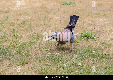 Primo piano di Jay eurasiatico, Garrulus glandarius, con arachidi non arrostite non sgusciate in becco e postura di volo sullo sfondo dell'erba Foto Stock