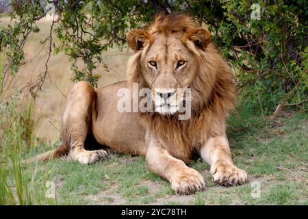 Un leone steso sotto un cespuglio sull'erba che fissa la telecamera Foto Stock