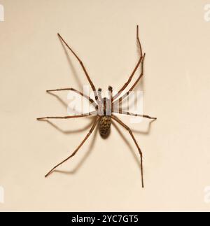 Un ragno gigante, Eratigena duellica, che sale su una parete di colore chiaro. Primo piano. ben concentrato e con un'ombra chiara. Foto Stock