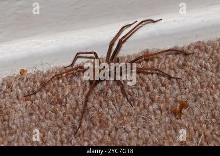 Un ragno gigante, Eratigena duellica, che cammina su un tappeto verso le 23 di sera. Grande, ben focalizzata e molto ravvicinato. Foto Stock