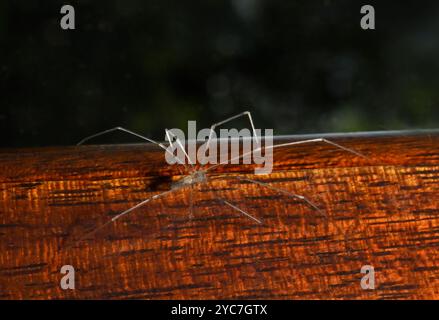 Un lungo ragno di cantina, Pholcus phalangioides, che cammina lungo una cornice di legno. Primo piano, ben focalizzato e il ragno sembra traslucido. Foto Stock