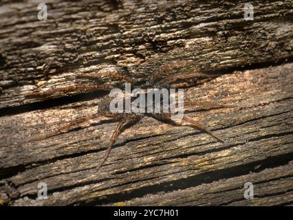 Un ragno lupo maculato, Pardosa amentata, su un pezzo di legno vecchio e incrinato. Questo ragno scuro, peloso e dalle gambe lunghe è molto ben mimetizzato. Foto Stock