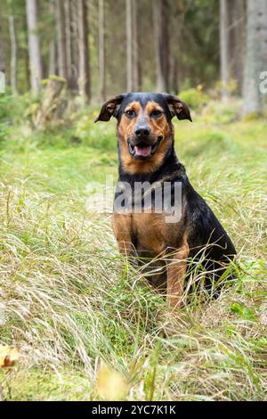 Il cane siede nell'erba ai margini della foresta. Crossbreed siede e guarda lateralmente lungo la foresta. Il cane riposa durante un viaggio nell'erba vicino Foto Stock