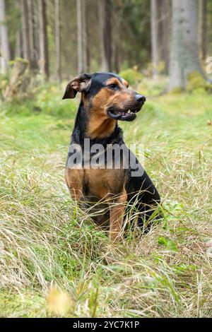 Il cane siede nell'erba ai margini della foresta. Crossbreed siede e guarda lateralmente lungo la foresta. Il cane riposa durante un viaggio nell'erba vicino Foto Stock