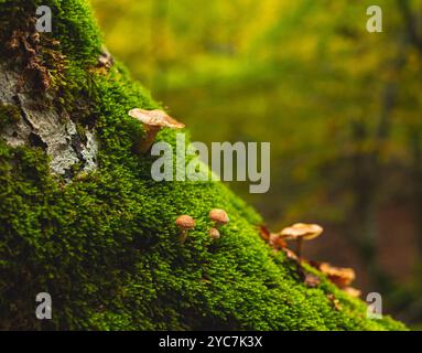 Funghi che crescono sul muschio sul tronco morto dell'albero. Foto Stock