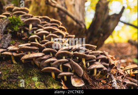 Un gruppo di piccoli funghi sul pavimento umido della foresta dopo la pioggia. Foto ravvicinata Foto Stock