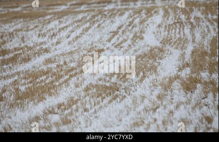 HAMI, CINA - 20 OTTOBRE 2024 - neve pesante portata da forte aria fredda cade sul versante nord del monte Tianshan a Hami, provincia dello Xinjiang, Cina Foto Stock