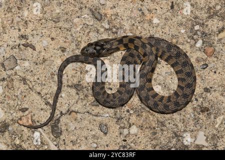 Serpente d'acqua Diamondback Nerodia rhombifer, rettili giovanili e natura selvaggia. Foto Stock