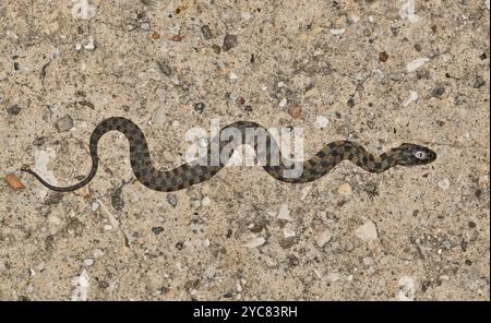 Serpente d'acqua Diamondback Nerodia rhombifer, rettili giovanili e natura selvaggia. Foto Stock