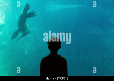 Francoforte, Assia, Germania. 21 ottobre 2024. Un ragazzo guarda un sigillo allo zoo di Francoforte, in Germania. (Immagine di credito: © Matias Basualdo/ZUMA Press Wire) SOLO PER USO EDITORIALE! Non per USO commerciale! Foto Stock