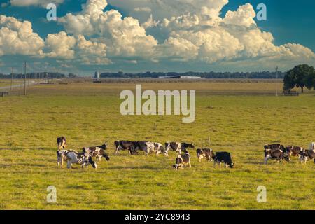 Vacche da latte allevate all'aperto che pascolano sui pascoli dell'azienda. Alimentazione del bestiame su terreni agricoli erbosi. Foto Stock