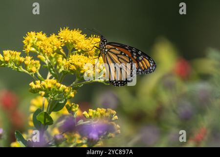Primo piano della bellissima farfalla Monarch i (Danaus plexippus) su verga d'oro giallo chiaro Foto Stock