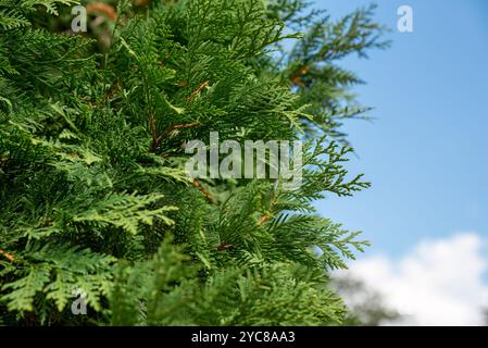 Thuja occidentalis noto anche come cedro bianco settentrionale, cedro bianco orientale o arborvitae in crescita in Russia Foto Stock