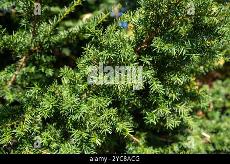 Taxus cuspidata, il tasso giapponese di tasso o di diffusione, che cresce nell'Estremo Oriente della Russia. Senza bacche Foto Stock