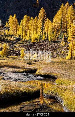 WA25825-00...WASHINGTON - larici occidentali di colore autunnale che riflettono Headlamp Creek; Alpine Lakes Wilderness. Foto Stock