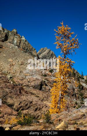 WA25744-00...WASHINGTON - Un larice occidentale dai colori autunnali brillanti nella natura selvaggia dei laghi alpini. Foto Stock