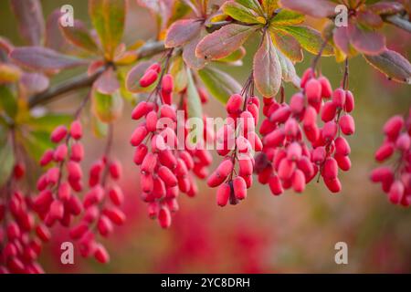 Primo piano di vivaci bacche rosse di berberis vulgaris raggruppate su rami frondosi, catturando i ricchi colori dell'autunno Foto Stock