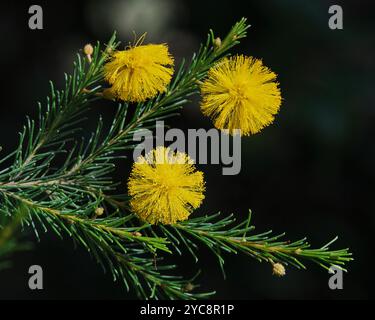 Acacia Handonis Foto Stock