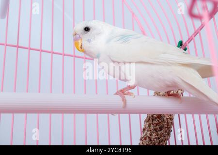 Un budgie bianco sembra una gabbia rosa. Foto Stock