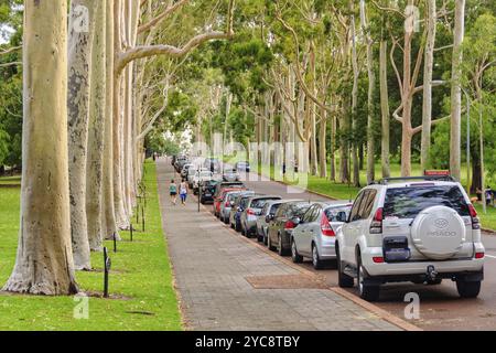 Magnifici eucalipti (gomme in fiore rosso) lungo Fraser Avenue a Kings Park, Perth, WA, Australia, Oceania Foto Stock