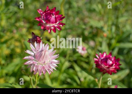 Il bract dell'immortelle rosa primo piano. Fiori secchi Foto Stock