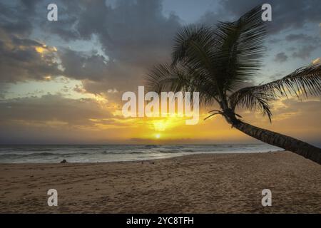 Paesaggio vicino al mare e alla spiaggia sabbiosa. Una palma si protende nell'immagine e aggiunge un tocco speciale al tramonto sulla spiaggia. Vista sul mare fino al Foto Stock