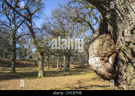 Vecchio albero di quercia con un burl in un parco in primavera Foto Stock