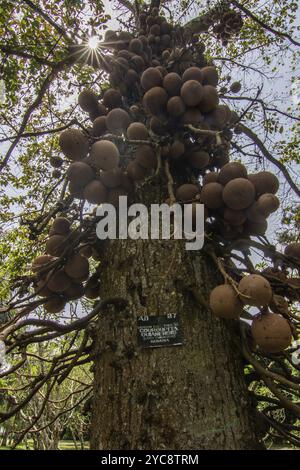 Paesaggio con frutti e alberi secolari in una giornata di pioggia. Giardini botanici reali di Peradeniya, Kandy, Sri Lanka, Asia Foto Stock