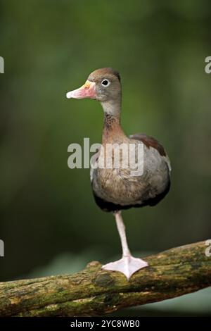 Anatra fischiante a becco rosso (Dendrocygna autumnalis), anatra autunnale, anatra fischiante autunnale, anatra fischiante al petto grigio, adulto, sull'albero, in piedi su uno Foto Stock