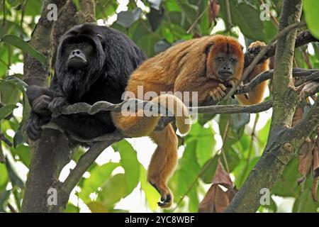 Ululatore nero (Alouatta caraya), adulto, femmina, maschio, coppia, sull'albero, sul riposo, Sud America Foto Stock