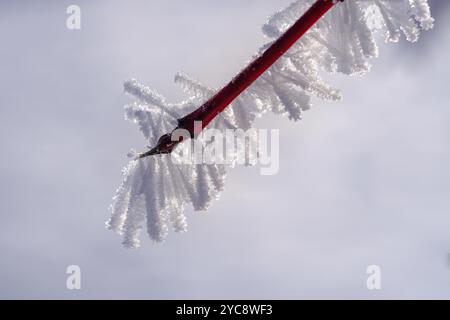 Hoarfrost su una filiale, Toelzer Land, alta Baviera, Baviera, Germania, Europa Foto Stock