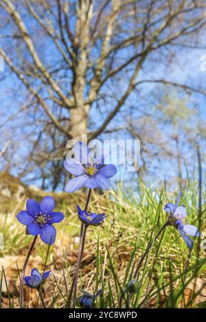 Fioritura di hepatica Anemone fiori in un prato Foto Stock