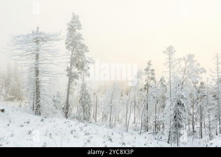 Vecchio snag albero in un gelido inverno il paesaggio in un bog Foto Stock