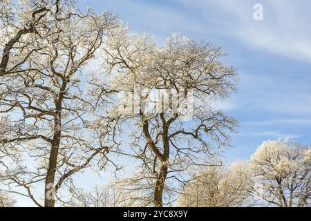 Albero di quercia in inverno contro un cielo blu Foto Stock