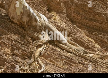 Una gomma rossa di fiume nella gola di Brachina è appesa sulle antiche rocce dalle sue radici parzialmente esposte, Flinders Ranges, SA, Australia, Oceania Foto Stock