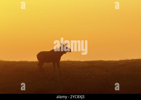 Silhouette di un toro di alci in luce all'alba Foto Stock