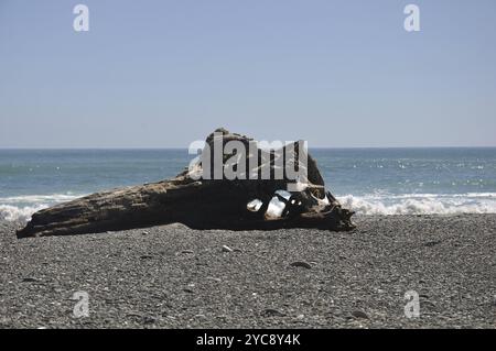 Grande pezzo di driftwood sulla costa occidentale, Isola del Sud, nuova Zelanda, Oceania Foto Stock