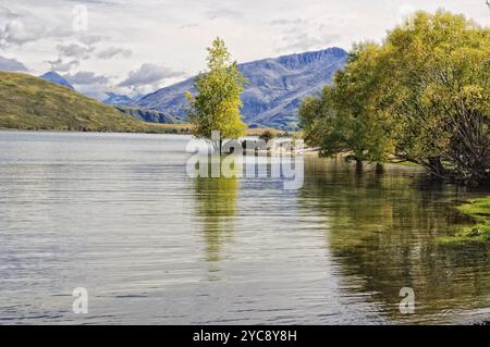 Pioppo nella Baia di Glendhu sul Lago Wanaka vicino al Parco Nazionale di Mount Aspiring a Otago, nuova Zelanda, Oceania Foto Stock