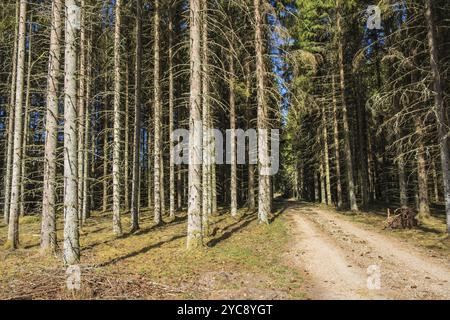 Strada sterrata in una foresta di abeti un giorno d'estate Foto Stock