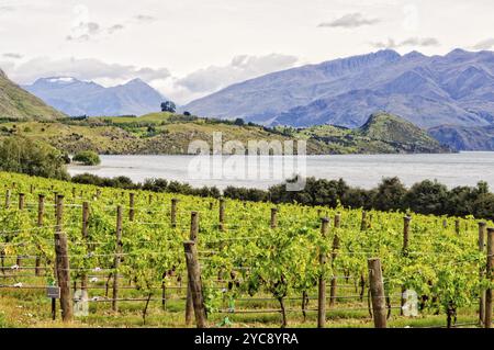 Rippon Vigna sulla riva del Lago Wanaka sull'Isola del Sud della Nuova Zelanda Foto Stock