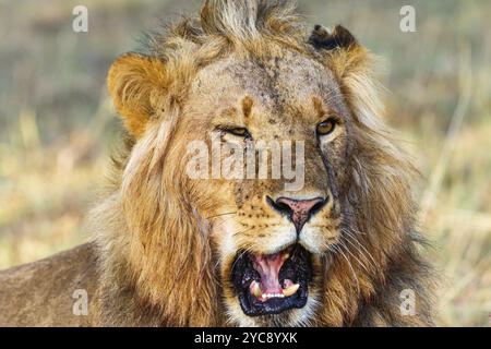 Ritratto di un maschio di leone che ruggisce Foto Stock