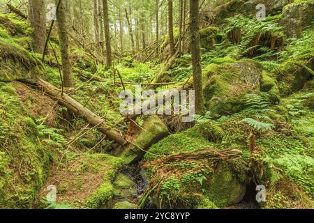 La caduta di alberi in un burrone in un vecchio foresta Foto Stock