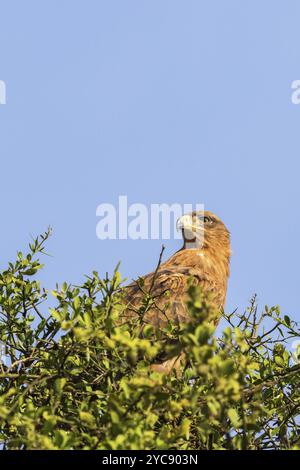 Aquila Tawny seduta in cima ad un albero e scout Foto Stock