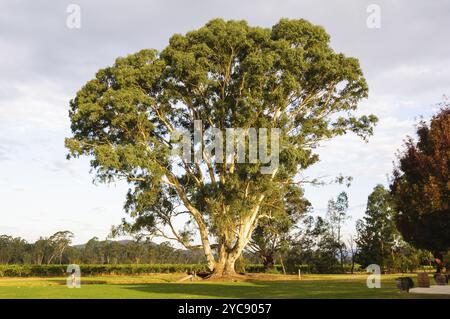 Maestoso albero gengivale illuminato dal sole autunnale del tardo pomeriggio, Whitfield, Victoria, Australia, Oceania Foto Stock