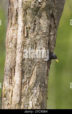 Starling guardando fuori il suo nido foro nel tronco di albero Foto Stock