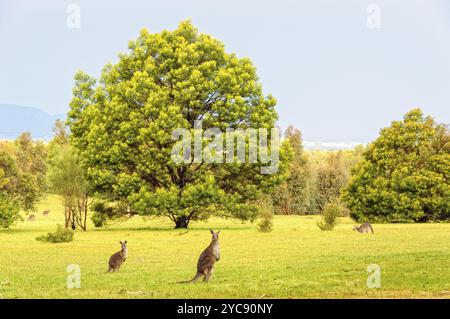 Canguri grigi orientali intorno a Halls Gap, Grampians, Victoria, Australia, Oceania Foto Stock