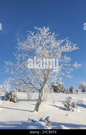 Albero coperto di brina in paesaggio vinter Foto Stock