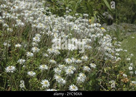 Margherite eterna della nuova Zelanda, leccidiodi Helichrysum o campanelle di inferno Foto Stock