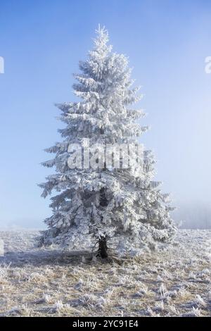 Brina coperto abete rosso albero su un prato Foto Stock